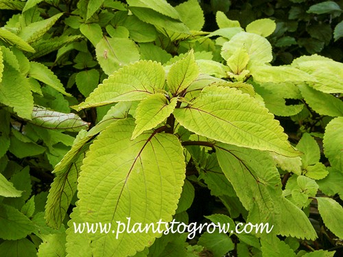 Coleus Big Blonde (Solenostemon scutellarioides) A large growing Coleus with yellow leaves, red stems and petioles.
